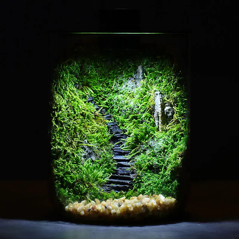 Micro Landscape Ecological Desktop Glass Plant Terrarium with Grow Light - DPROOTS