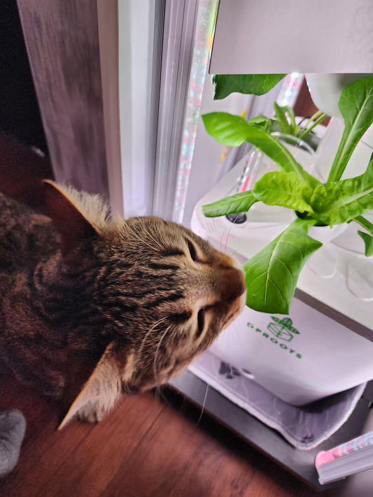 Why Hydroponic Towers Are Gaining Popularity?