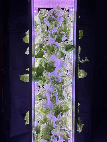 Advantages of hydroponic growing systems