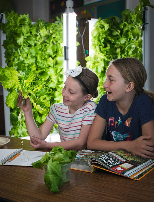 Why Teenagers Should Engage in Hydroponic Gardening？