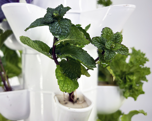 How to growing mint hydroponically: real experimental data analysis and success tips