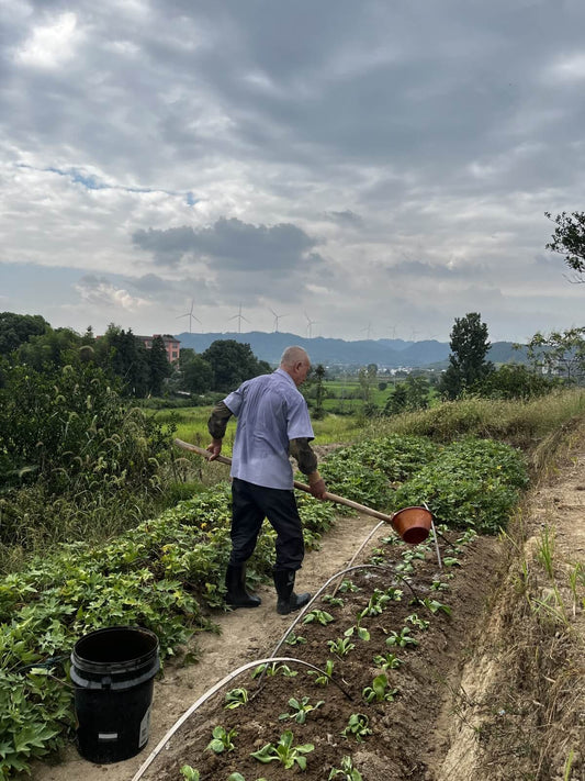 Why Gardening Becomes a Lifelong Passion? An 80-Year-Old Grandfather’s Story and the Timeless Magic of Cultivating Life