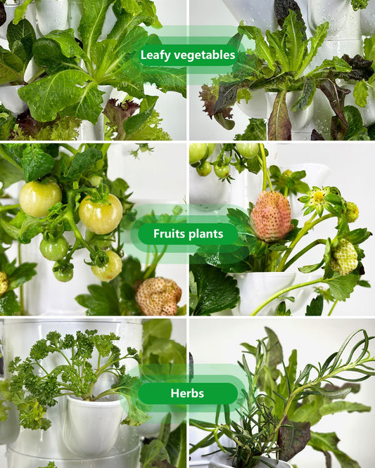 DPROOTS hydroponic system to grow strawberries, lettuce, and tomatoes indoor